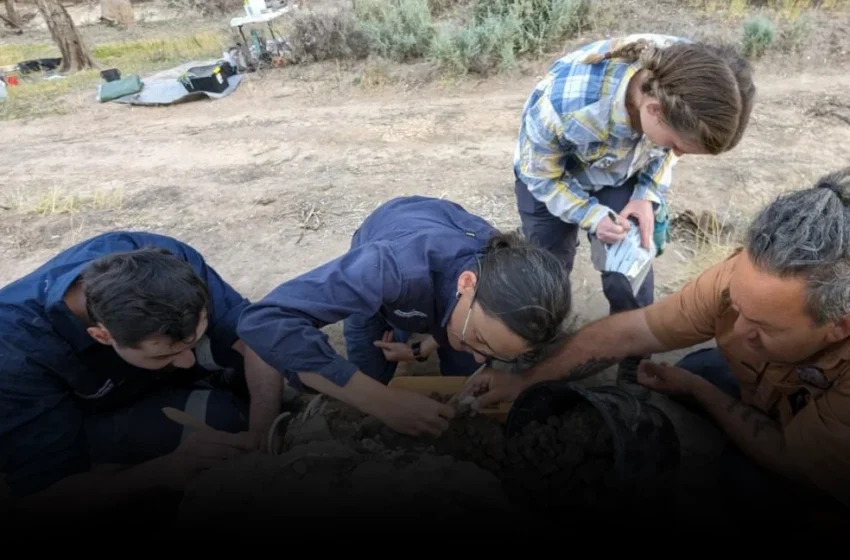  Ancient Graves, Digital Futures: What a Dingo Burial Teaches Tech About Longevity