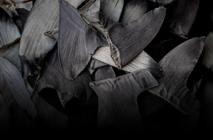  Beyond Sharks: How Environmental Petitions Are Weaponizing Tech in US-China Trade Wars
