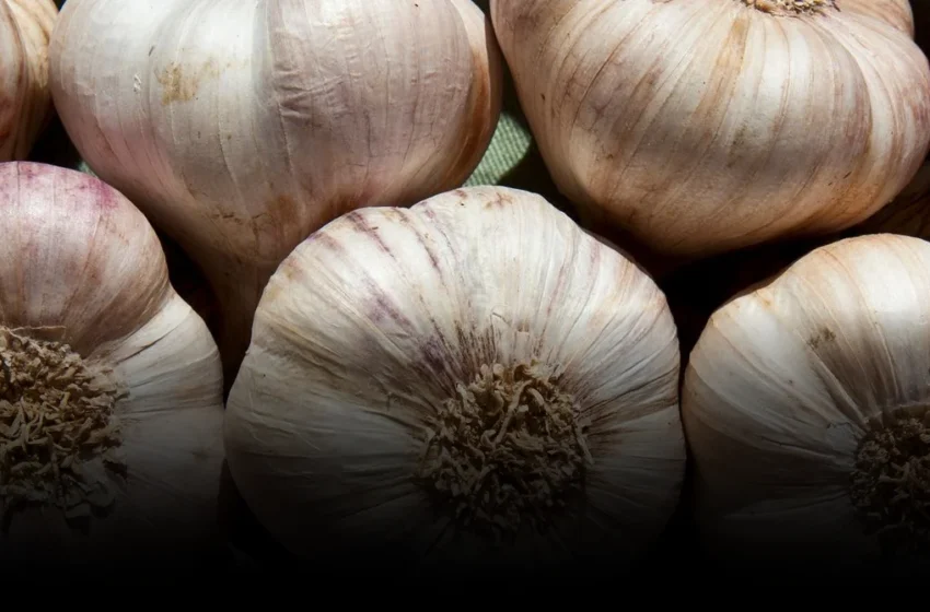  Garlic’s Molecular Punch: Why Biotech Misses the Obvious in Pest Control