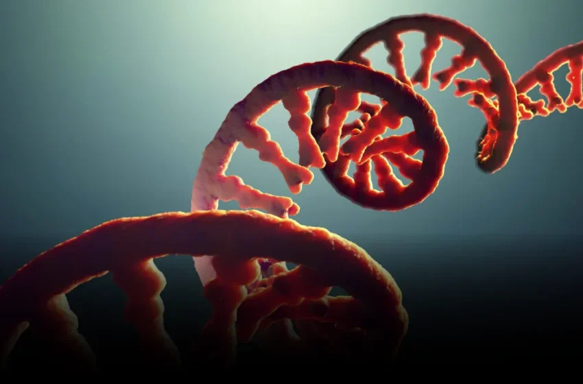  The Ghost in the Genome: When Dad’s Workout Echoes in His Kids