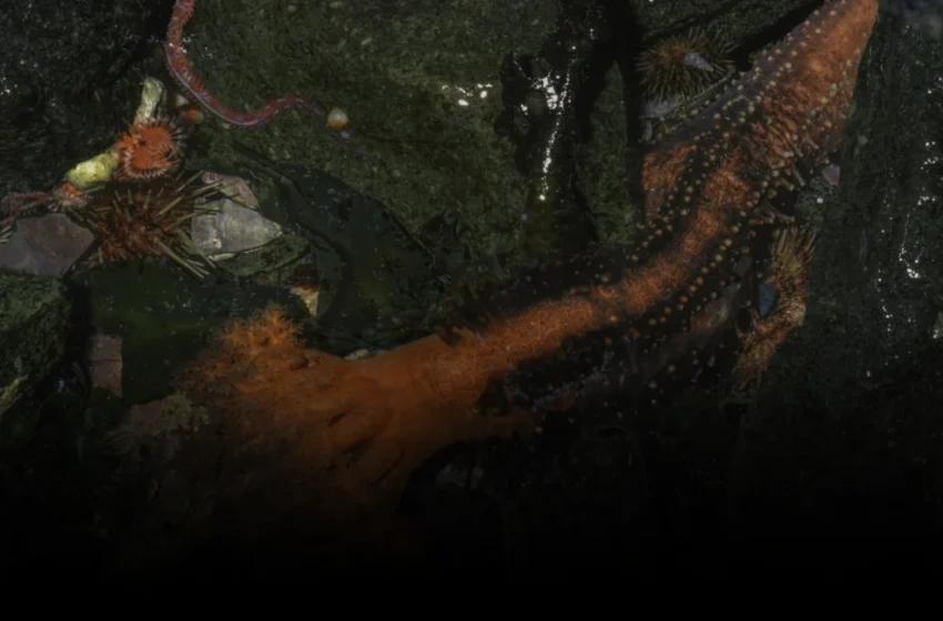  The Sea Cucumber’s Simple Immortality Exposes Biotech’s Over-Engineered Delusion
