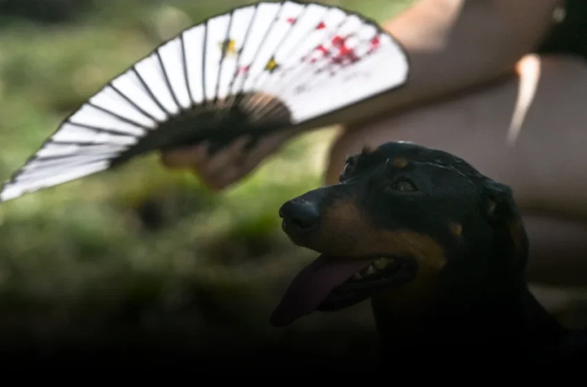  When the Thermometer Breaks the Brain: Heat’s Silent Threat to Global Tech Operations