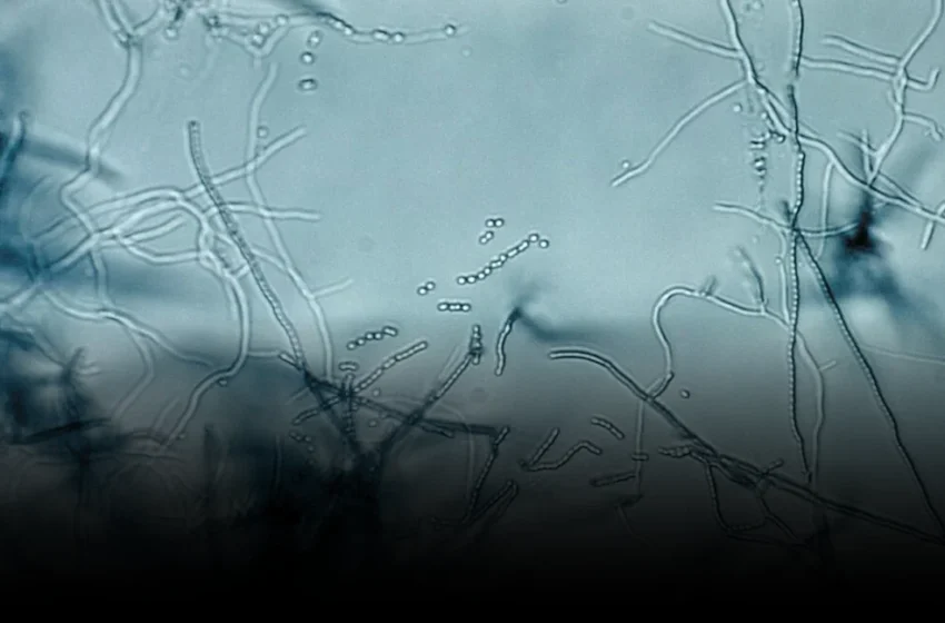  Antibiotic Megaclusters: A Biological Reset for Pharmaceutical R&D Strategy