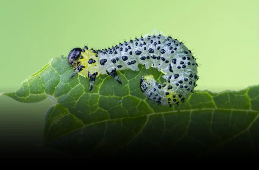  Beyond Pesticides: The Immune Receptor That Could Transform Crop Protection