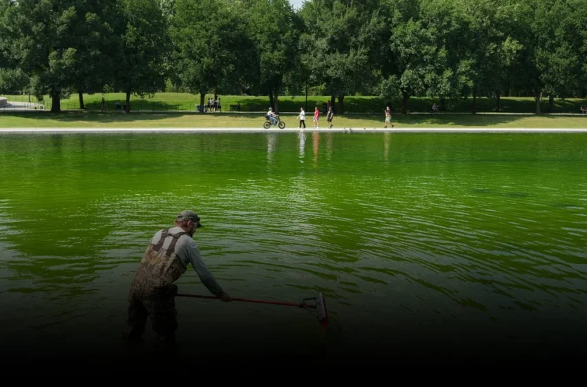  Beyond the Green Algae: The Deeper Crisis of Transparency at the Lincoln Memorial Pool