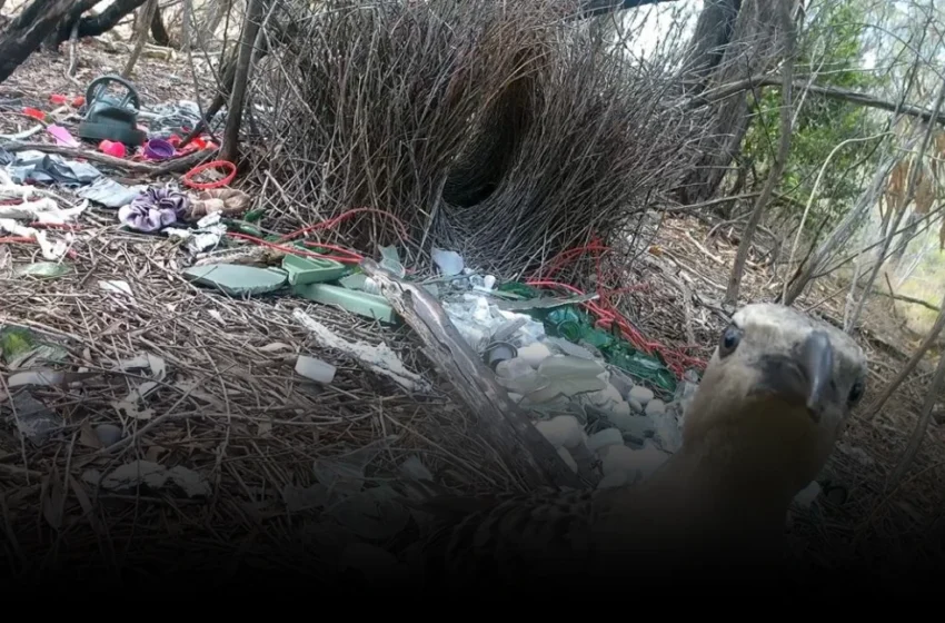  Bowerbirds and the Tech Market: A Shared Obsession with Shiny Objects
