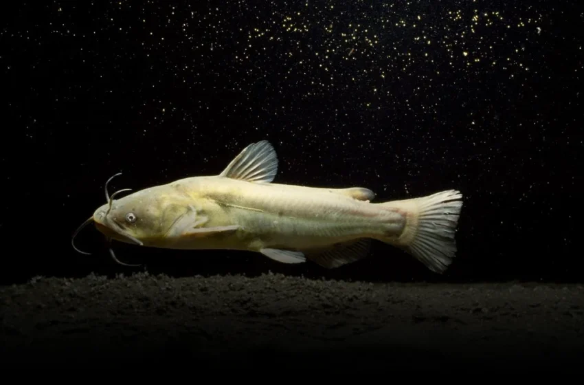  Contagious Cancer in Catfish Exposes Ecosystem Surveillance Blind Spots