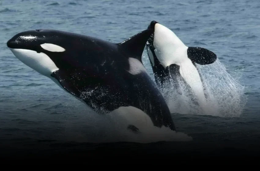  Orca ‘Culture’ and AI’s Emergent Black Boxes
