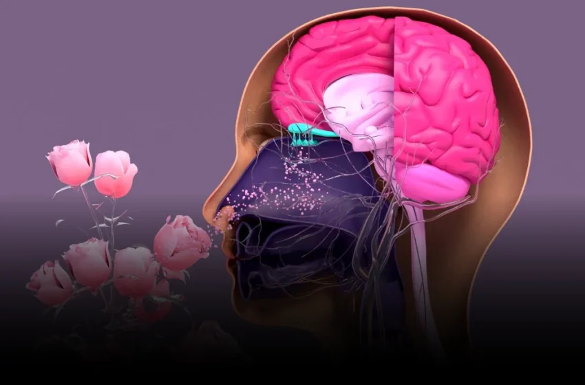  The Global Tech Blind Spot: Why Olfactory Health Remains an Unsolved AI Challenge