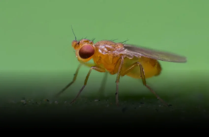  Fruit Fly Navigation: A Humbling Lesson for Autonomous AI Development