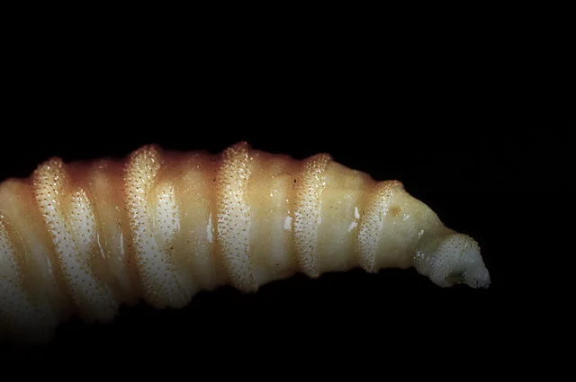  Screwworm Resurgence: A Stark Indictment of Global Tech’s Misplaced Priorities
