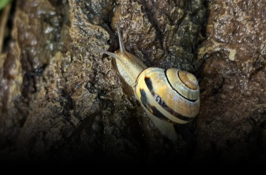  Snail Slime’s Masterpiece: Why Biotech Can’t Replicate Nature’s Tunable Materials Yet
