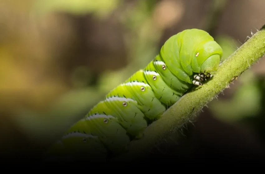  Caterpillar Hearing Research Exposes New Surveillance Frontier