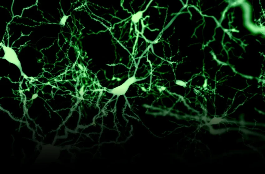  Cortical Sleep Switches: Reshaping Brain-Machine Interface Futures