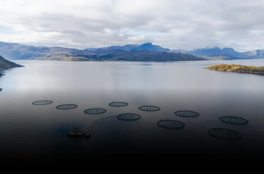  Farmed Salmon’s Nutritional Decline Exposes Global Regulatory Lag in Food Technology
