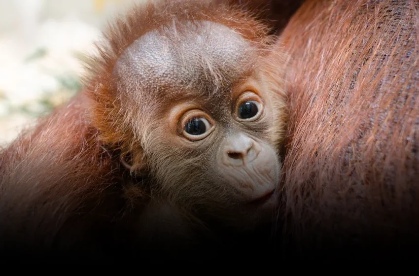  The Stark Paradox of Zoo-Born Orangutan ‘Baby Booms’